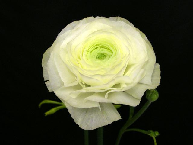 Ranunculus Metaola.jpg